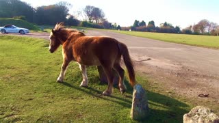 Dartmoor Ponies Devon Britain