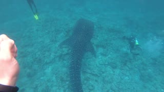 The whale shark was very big and met me while diving