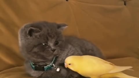 Cute Cat Make Friends with parrot , So lovely 😘😘😍