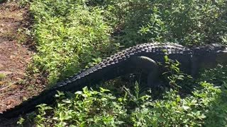 Alligator Blocks Motorcyclists Path