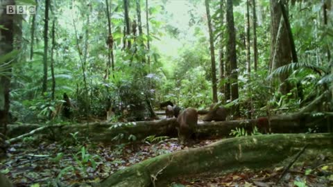 Filming The World's Deadliest Bird | Wild Stories | BBC Earth