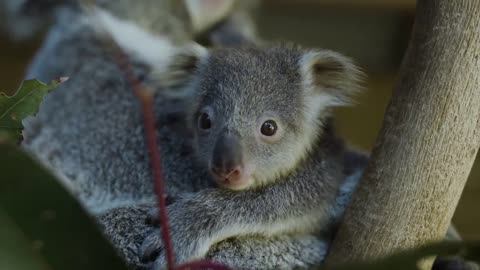 Most precious Koala Joey moments ever! -10