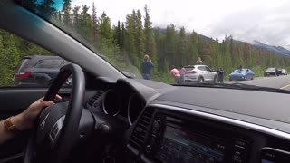 Black Bear Charges Woman Taking Photos