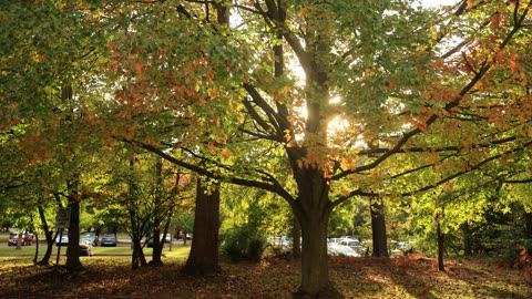 Falls Leaves with relaxation Music