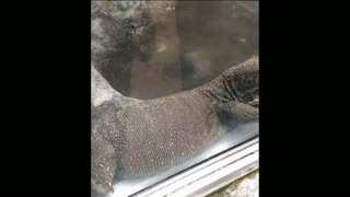 Komodo dragon big size in the zoo