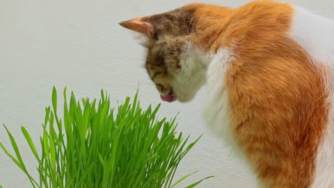 That's a cute grass-eating cat.