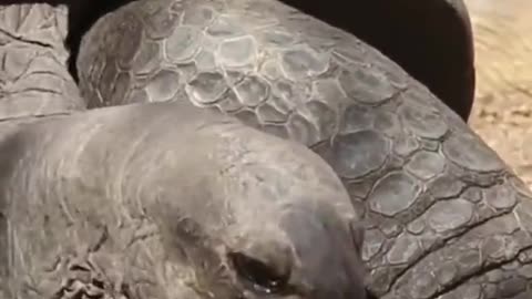 Sped up tortoise munching is our new favorite thing 🐢