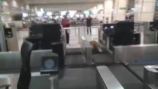 Fox Darts Around On Airport Luggage Belts