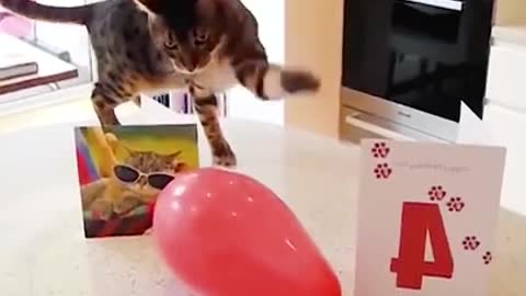 black and white cats playing with bloons