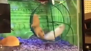 Funny animal video's