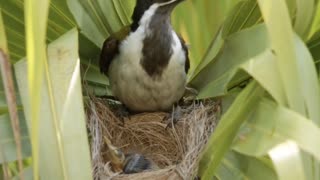 Blue-Faced Honeyeater Feeds Chick