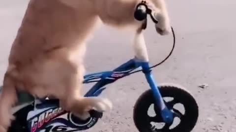 dog riding a bike