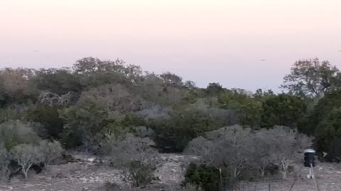 Birds at Sunset from the Blind