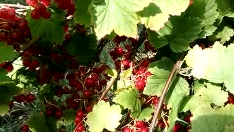 Juicy red currant
