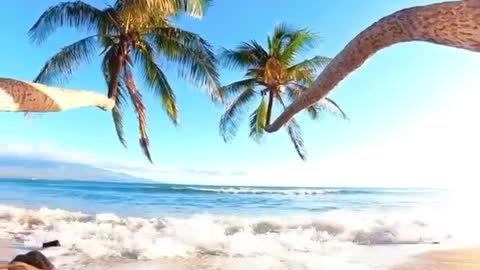 Palm Trees, Beach, Sun And Waves