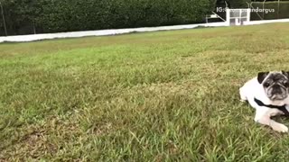 Black french bulldog plays fetch white ball slowmo on grass