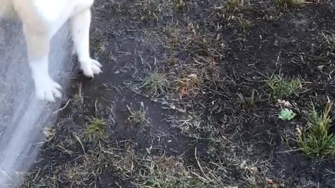 British & French Bulldog chase water