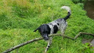 Ambitious Dog Tries To Carry Enormous Tree Branch