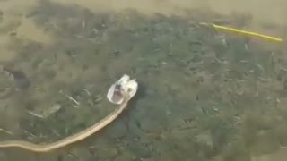 A Snake Catches A Fish's Head in The Lake And Passes By.