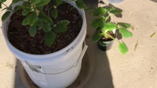 Hydroponic Gardening In Arizona