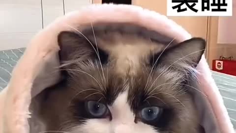Funny video made with cat from mobile///#shorts video