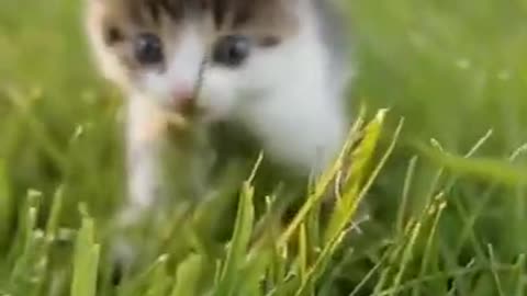 TOP Cute Cats and Kittens with relaxing music : Cute Cats video for stress relief.