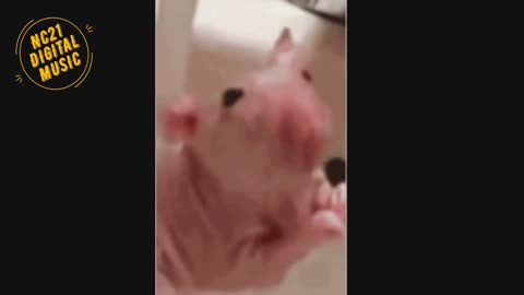 Funny Videos of Dogs, Cats, Other Animals, Rat Bathing