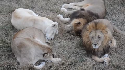 18.Why do lions have manes and other felines don't-