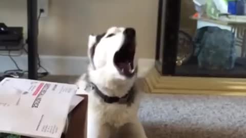 .Screaming Husky is Confused