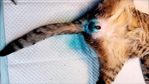 Cat neuter surgery