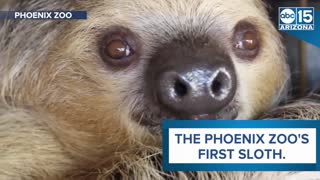 Meet Fernando: Phoenix Zoo's first sloth - ABC15 Digital