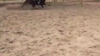 Vibes girl falls off horse running fast