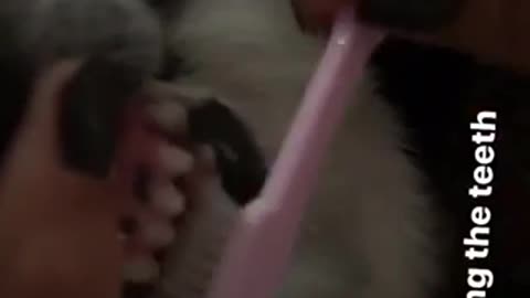 Dog getting teeth brushed by owner