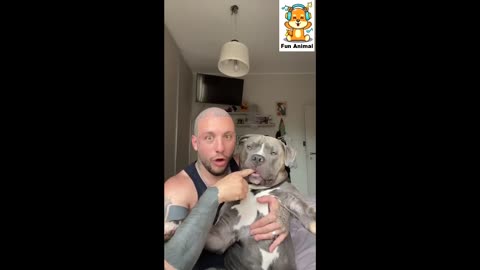 happy pets video