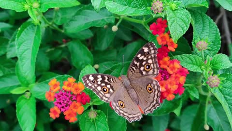 They are just incredible! Butterfly music relaxes.