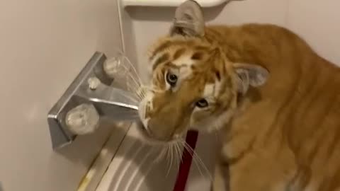 Jungle Cat in the Bathroom
