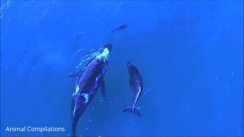 Wild Dolphins in HD