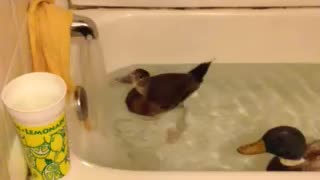 Duck swimming in the bath tub
