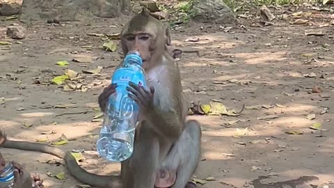 Monkeys Drink From Human Water Bottles