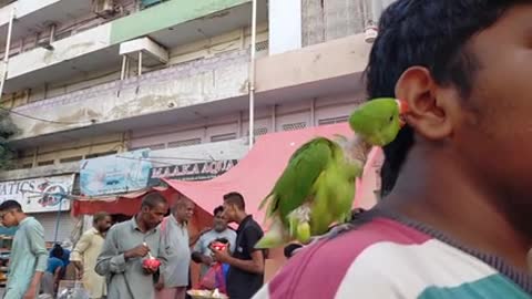 baby parrot bite the man ear