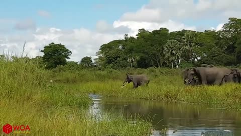 Amazing elephant saves baby elephant from crocodile!