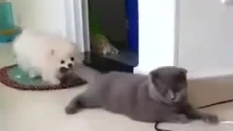 Dog Pulling Cat For Tail!