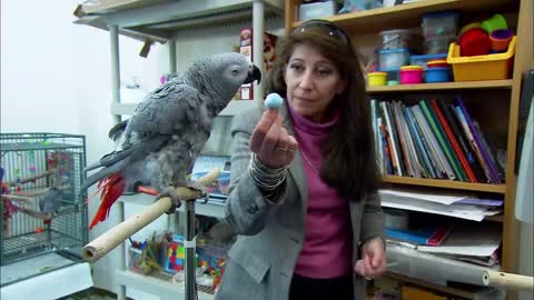The Smartest Parrots in the World - Extraordinary Animals - BBC Earth_p3