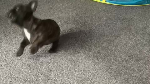 Frenchie Puppy Has So Much Fun Playing With A Balloon