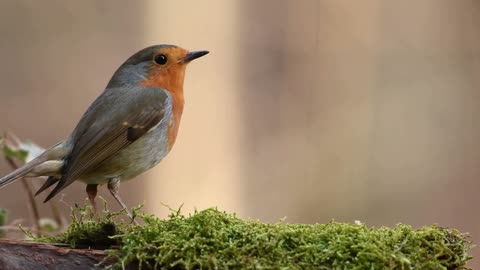 CUTE BIRDS.FLYING BIRDS.