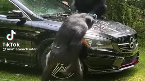 Amazing monkey clean luxury car😂😂