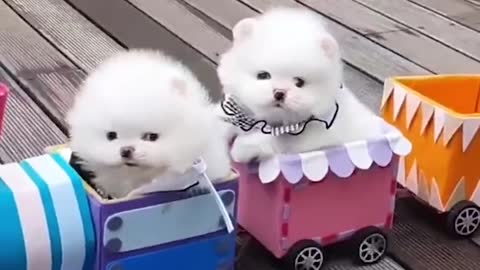 Mini Pomeranian 🔴 Funny and Cute Pomeranian Videos | Funny Puppy Videos 2022