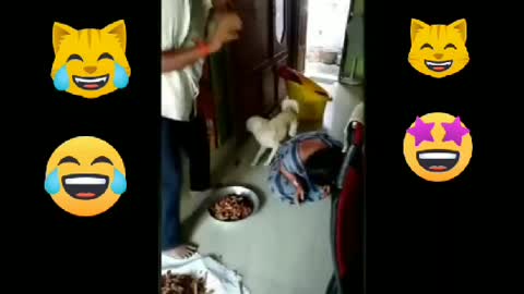 Funny cute🐶 dog 🐕 video..its time to 🤣🤣laughing