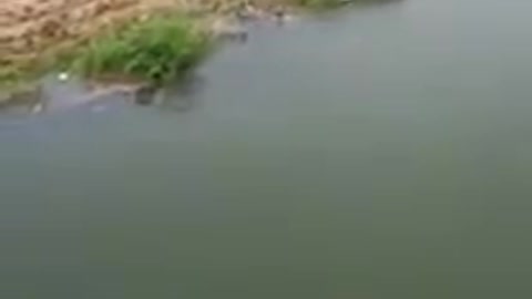 Dog saves the life of a drowning man