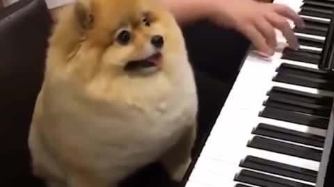 I can play the piano